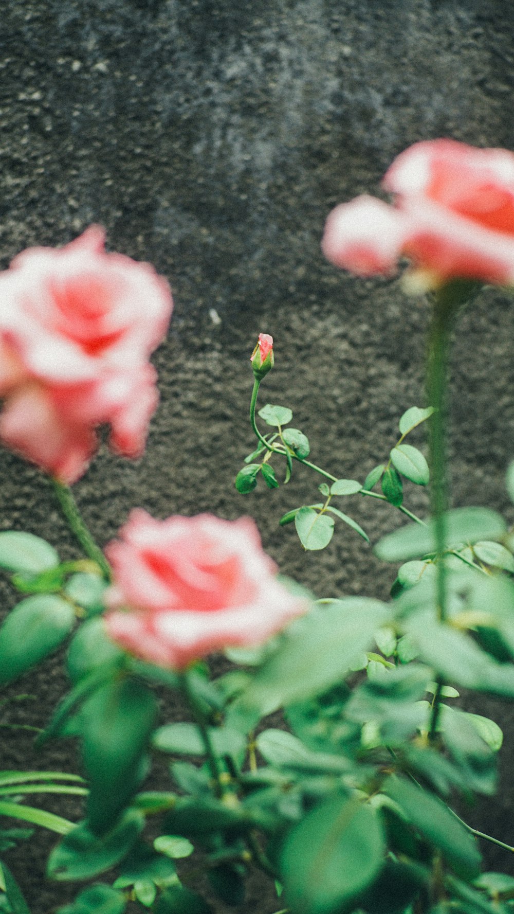 pink rose in bloom during daytime