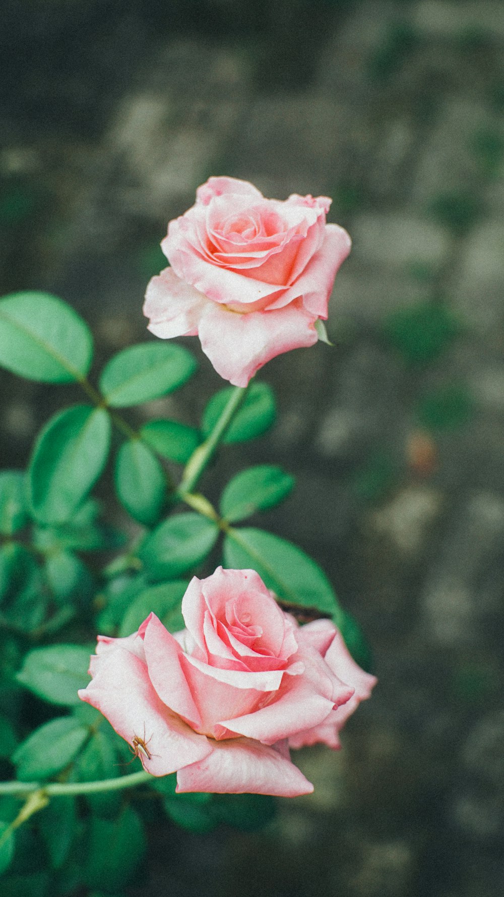 Rosa rosada en flor durante el día