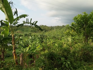 Sunlit banana and mango trees with ripe fruit hanging, set against the lush green hills of Chiang Dao.