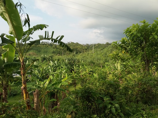 Sunlit banana and mango trees with ripe fruit hanging, set against the lush green hills of Chiang Dao.