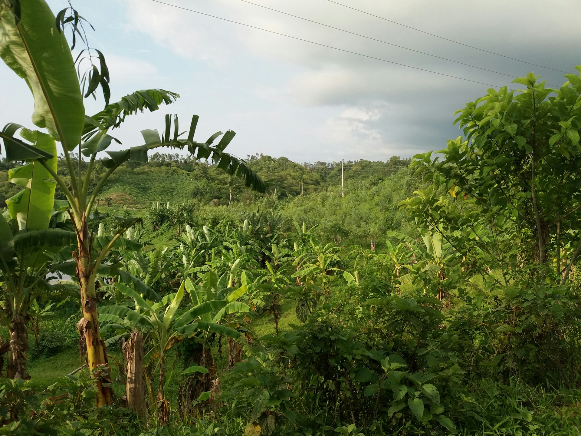 A lush green banana plantation at sunrise with dew glistening on the leaves.