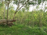 Lush forest area representing the source of our sustainable wood.