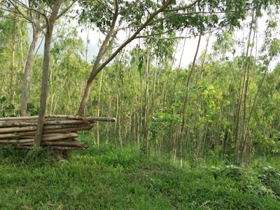 Lush forest area representing the source of our sustainable wood.