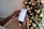A person holding a smartphone displaying a financial app with charts and data, while standing near a decorated Christmas tree with glowing lights.