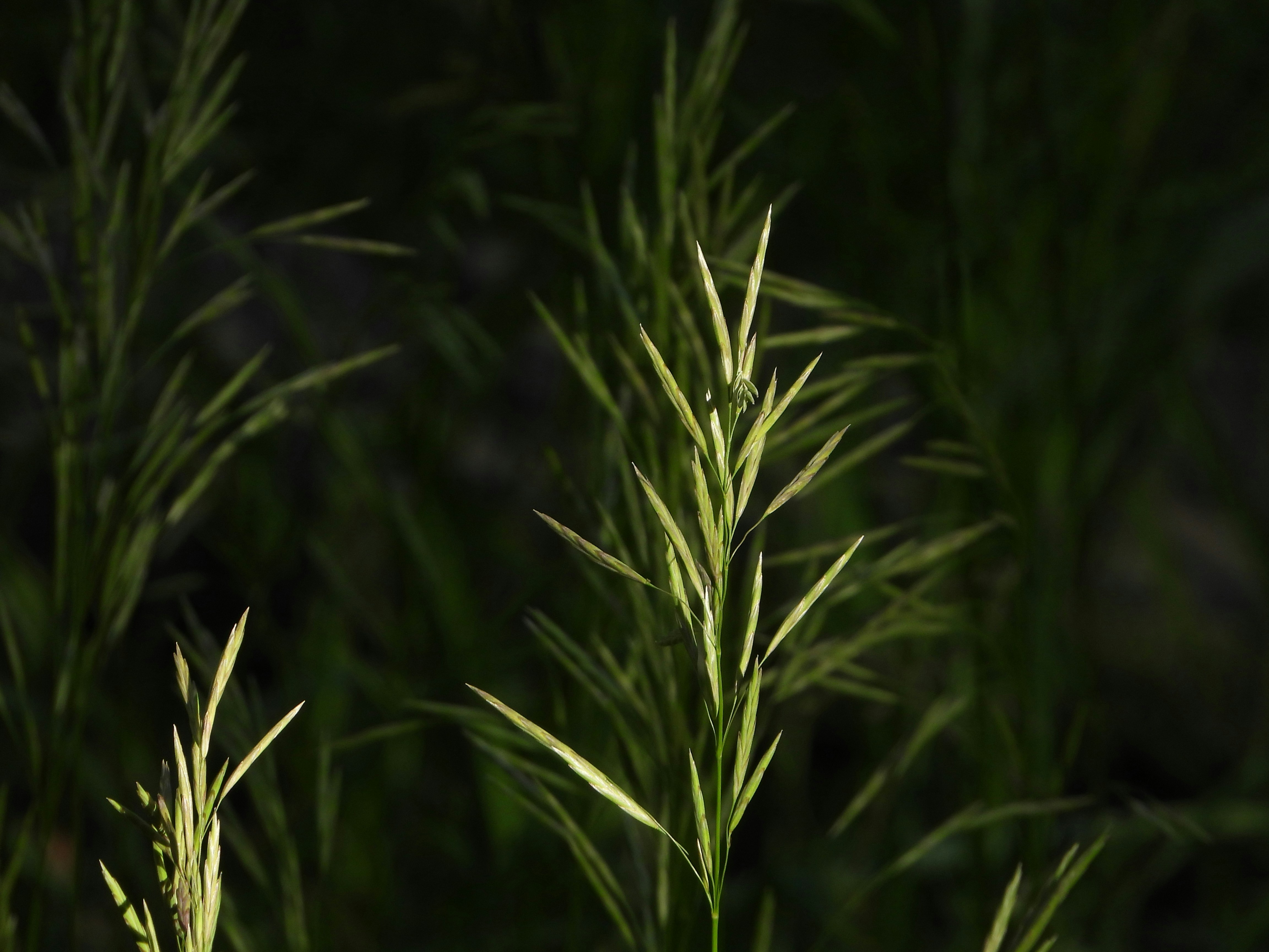 Photo by evergreene24