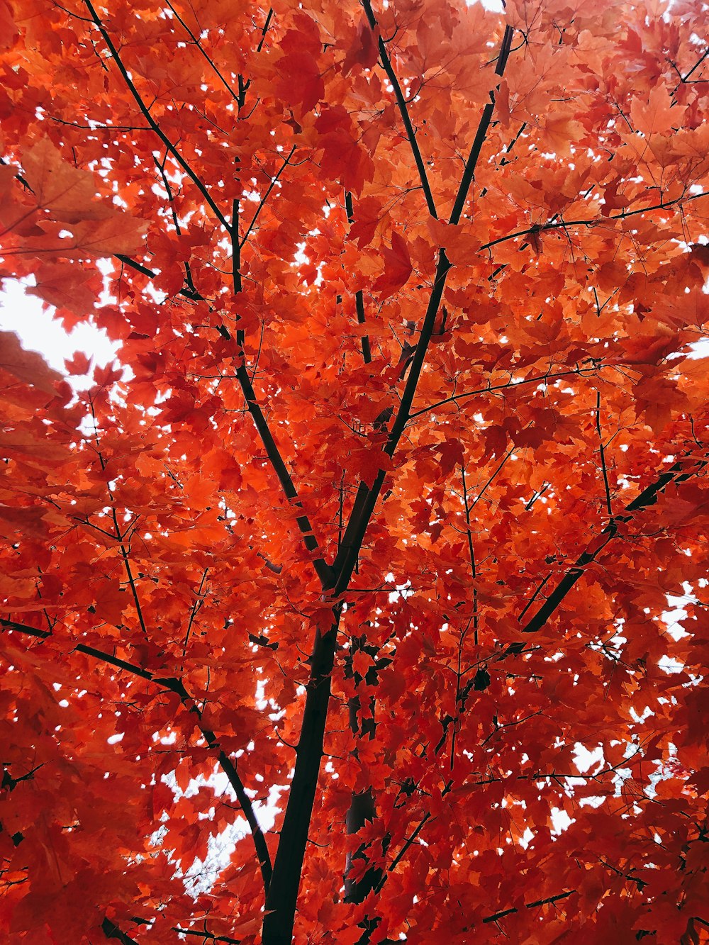 brown leaves tree during daytime