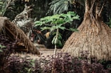 A small papaya tree stands in the foreground with several green papayas and lush, green leaves. Surrounding the tree are huts with thatched roofs, and various tropical plants, creating a lush, natural setting. The background is filled with tall trees and foliage, giving a sense of a tropical or rural environment.