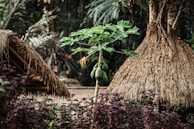 A small-scale farmer examining papaya plants in a lush green field.