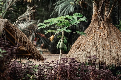 A small papaya tree stands in the foreground with several green papayas and lush, green leaves. Surrounding the tree are huts with thatched roofs, and various tropical plants, creating a lush, natural setting. The background is filled with tall trees and foliage, giving a sense of a tropical or rural environment.