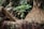 A small papaya tree stands in the foreground with several green papayas and lush, green leaves. Surrounding the tree are huts with thatched roofs, and various tropical plants, creating a lush, natural setting. The background is filled with tall trees and foliage, giving a sense of a tropical or rural environment.