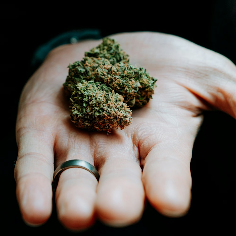 green kush on persons hand