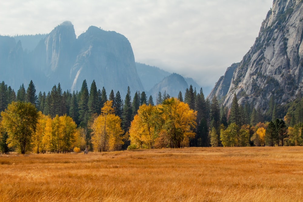 green and yellow trees on brown grass field near mountain during daytime