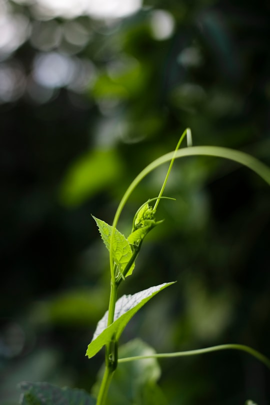 green leaf plant in close up photography in Comilla Bangladesh