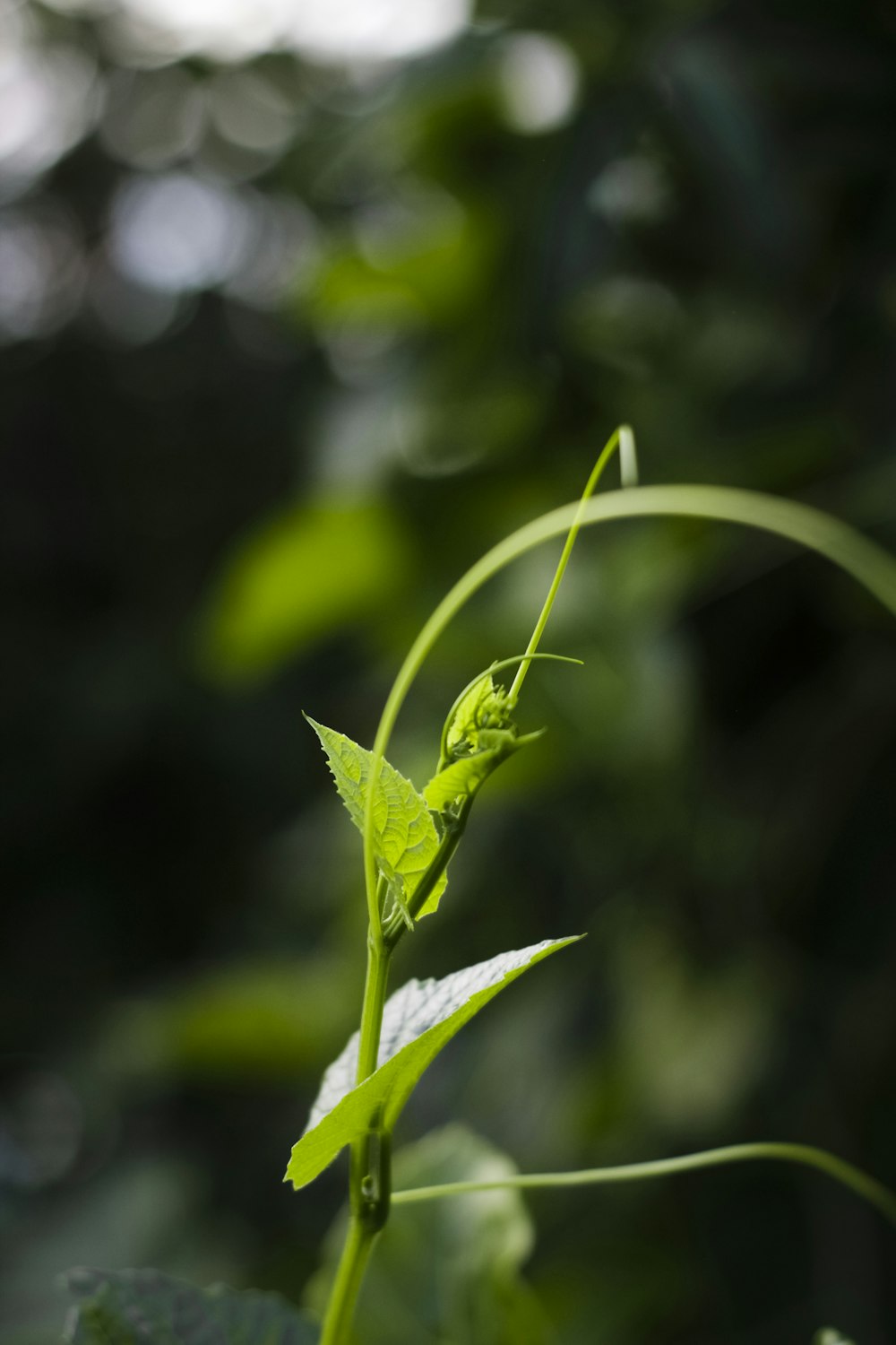 green leaf plant in close up photography