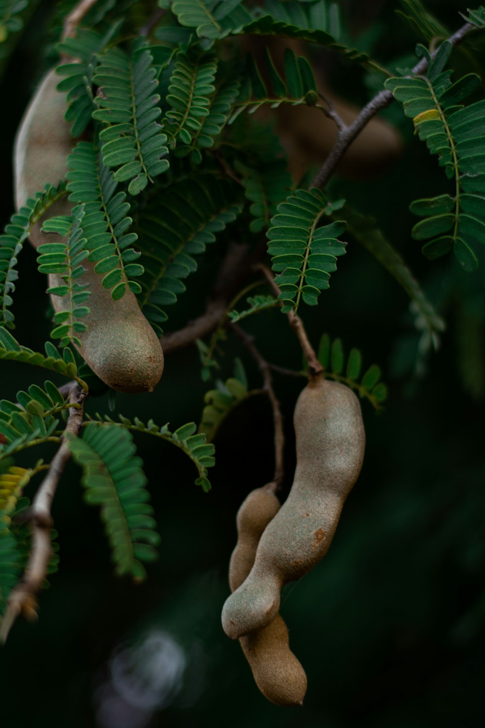 brown fruit on green leaves