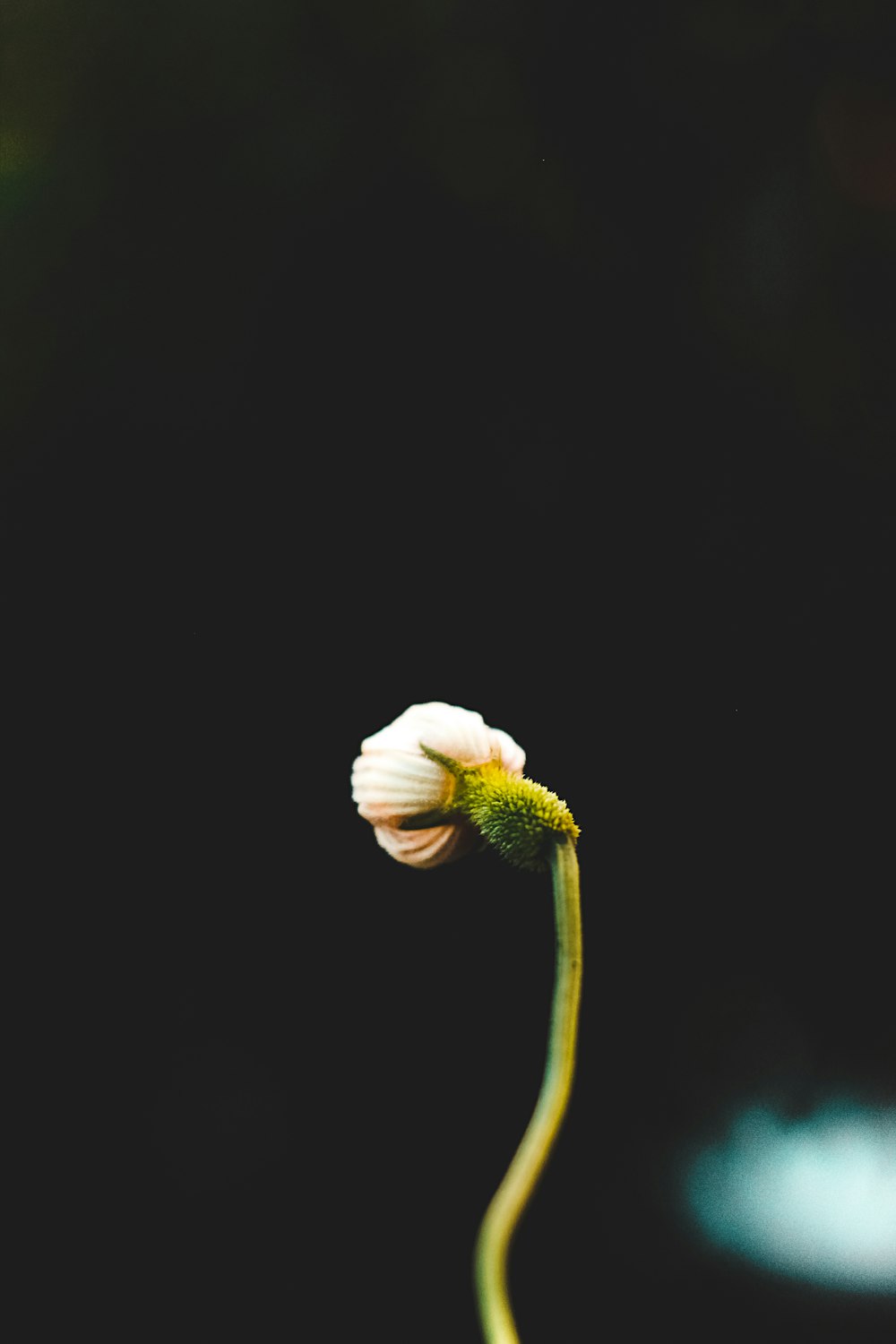 녹색 줄기가있는 흰색 꽃