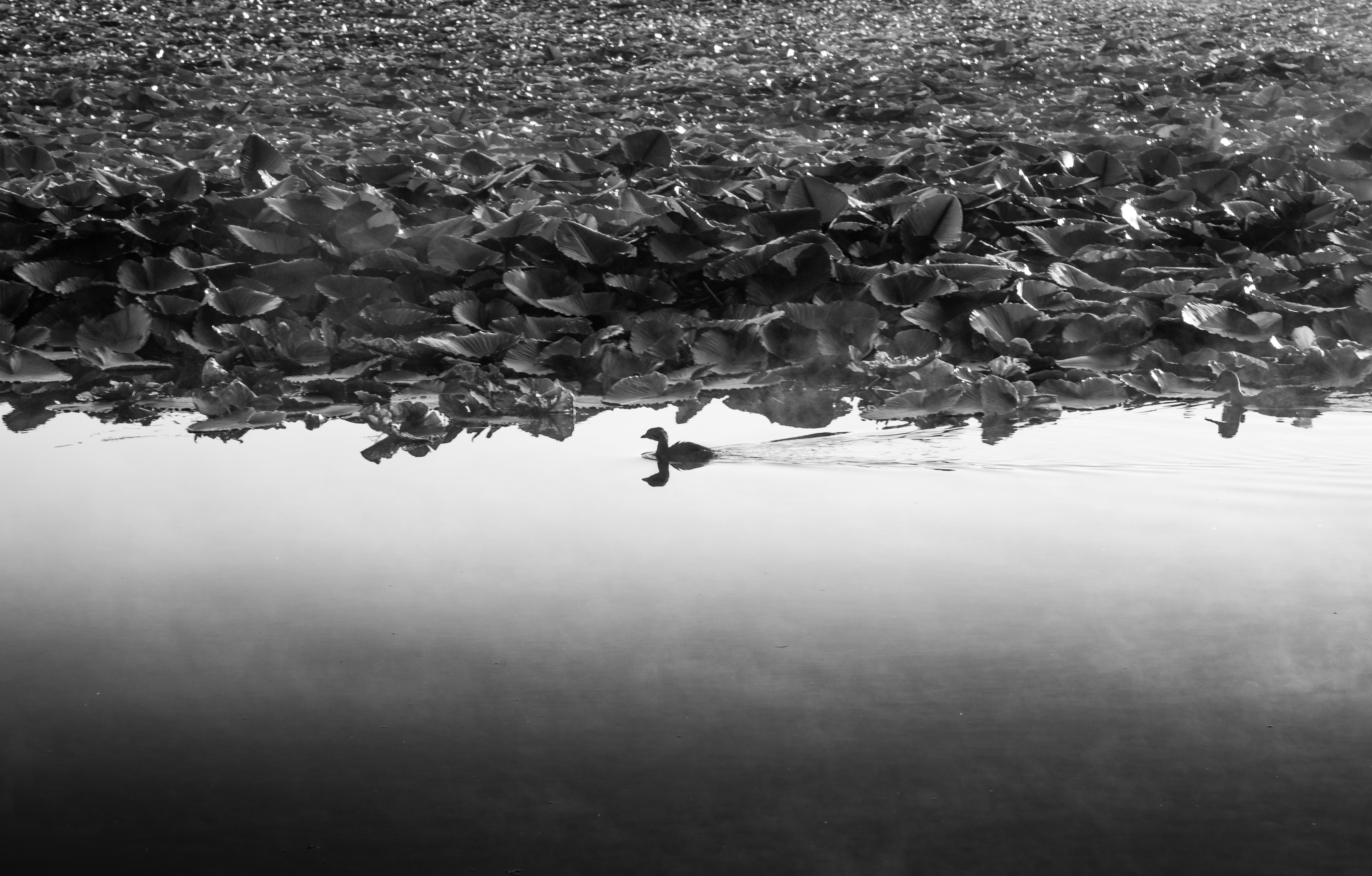 Photo by capturelight