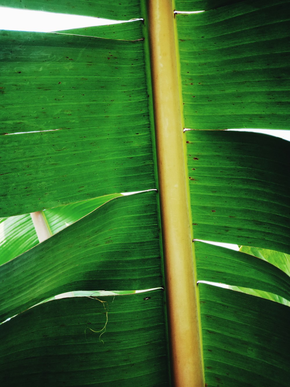 a close up of a green leaf with a yellow pole