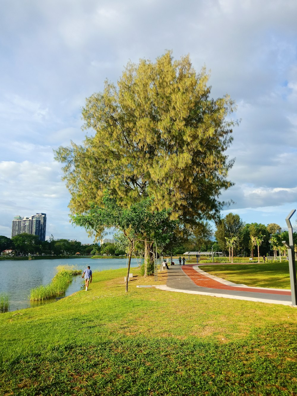 a large tree sitting next to a body of water