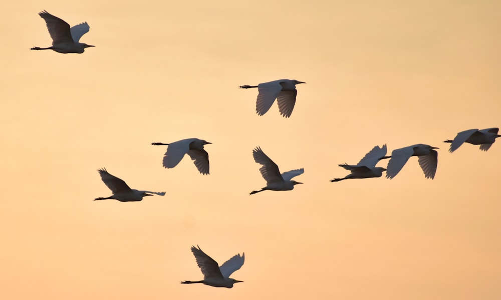 stormo di uccelli che volano durante il giorno