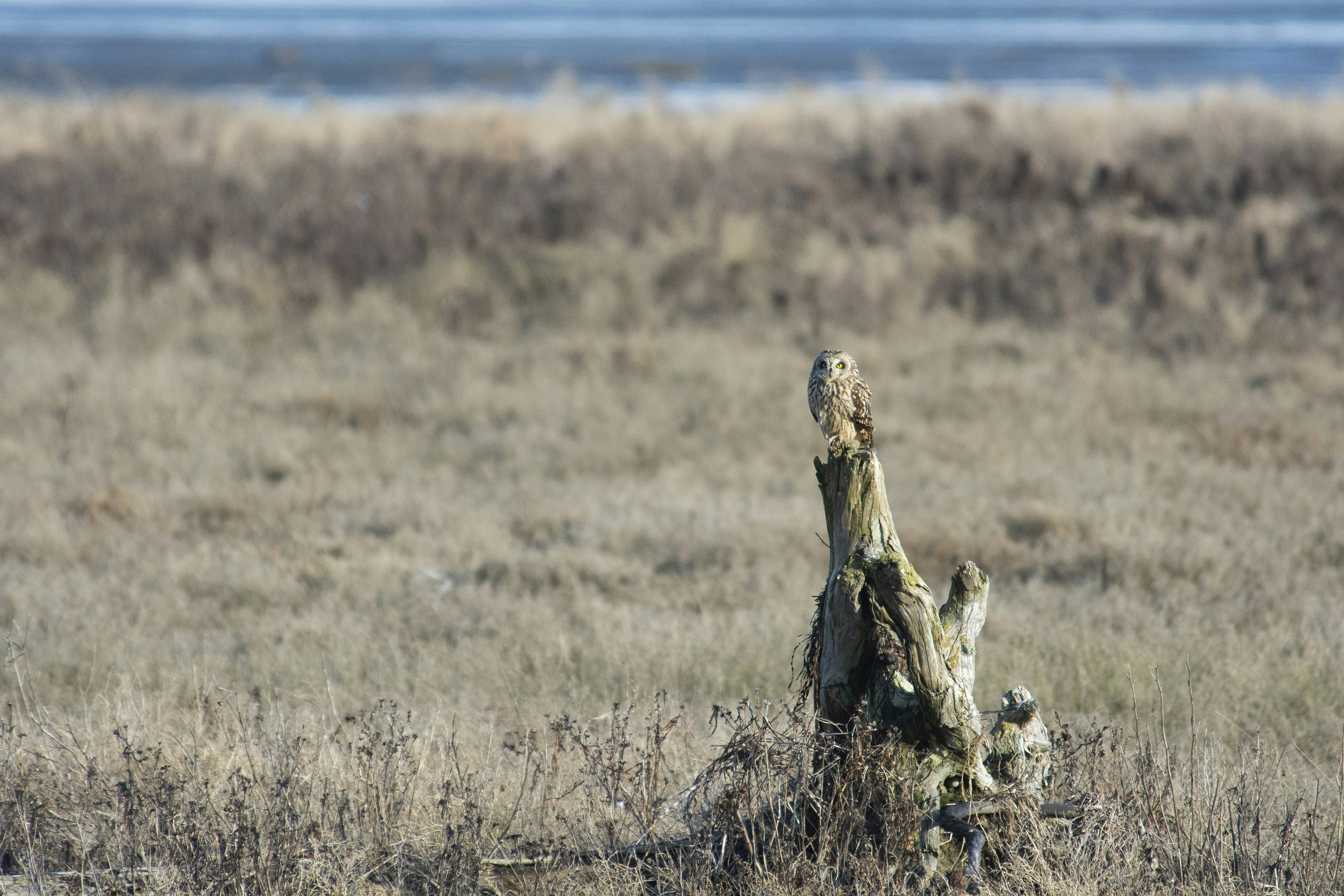 brown and black tiger on brown grass field during daytime