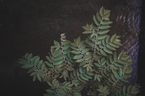 A cluster of green leaves with a textured, dark background that suggests a natural or organic setting. The leaves appear vibrant against the contrasting backdrop.