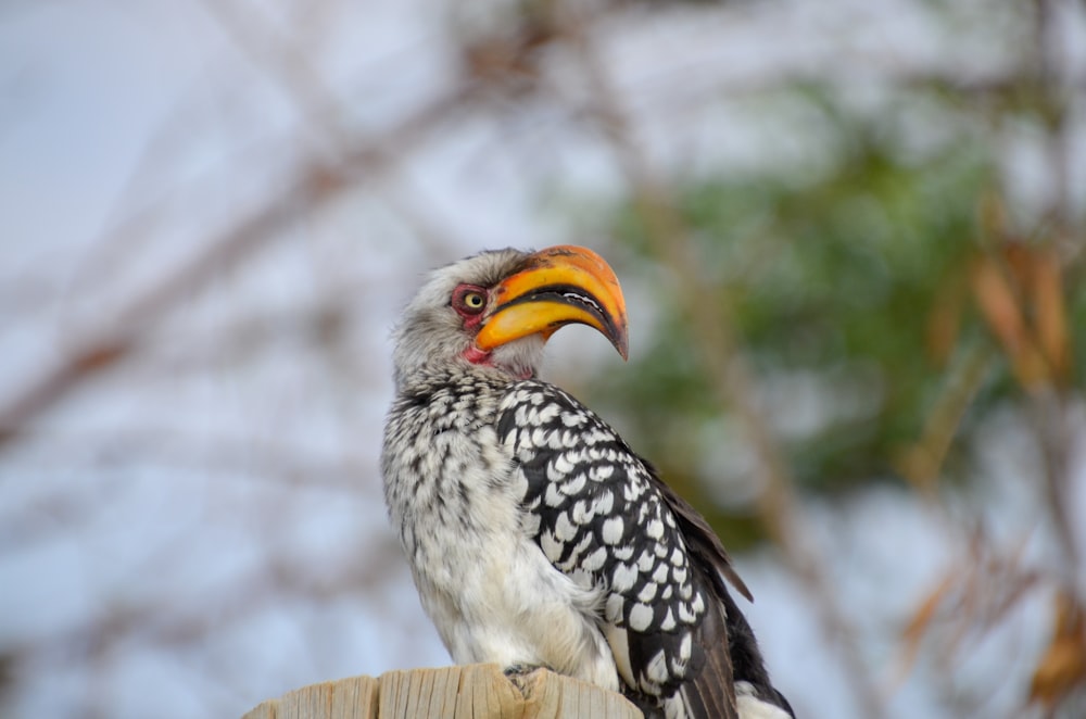 black and white bird on brown wooden surface