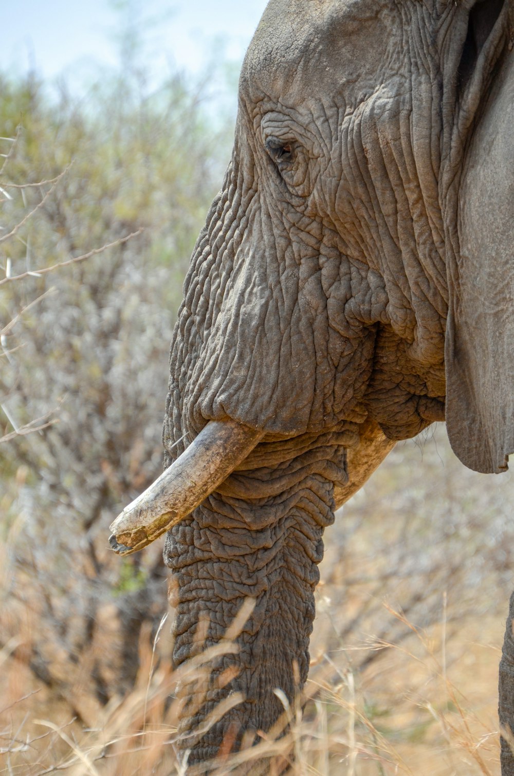 Elefante comiendo hierba durante el día