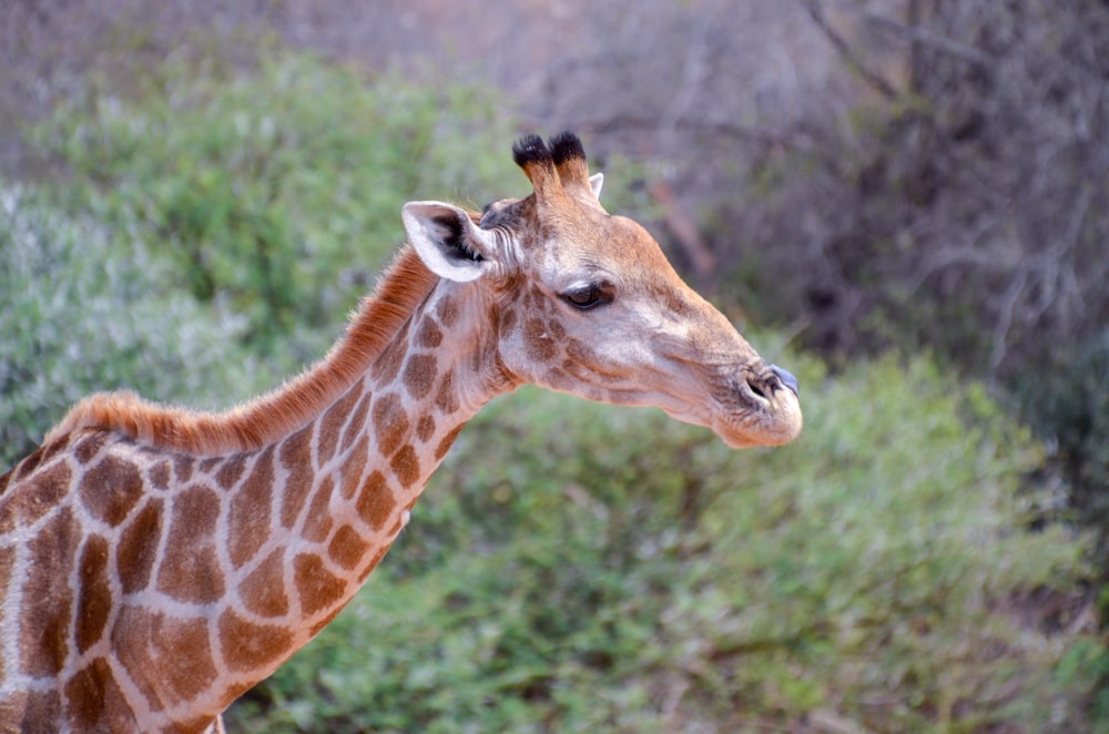 giraffe in close up photography