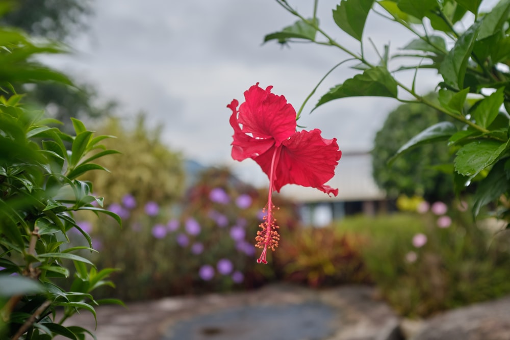 red flower in tilt shift lens