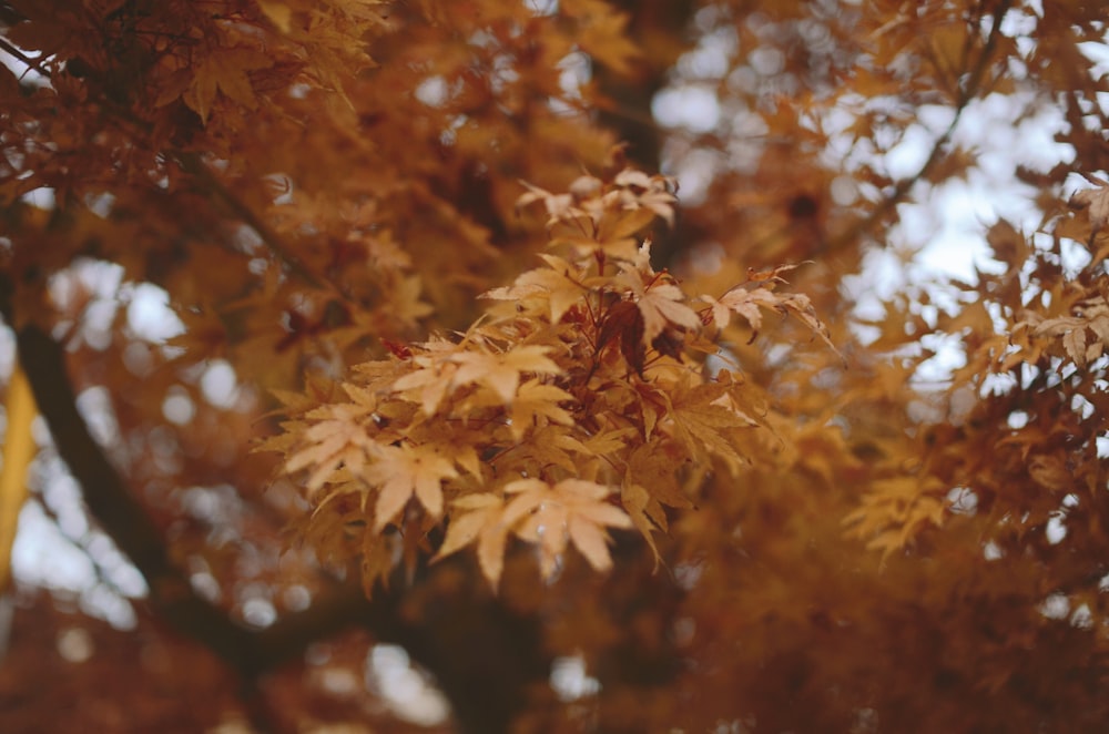 brown leaves in tilt shift lens