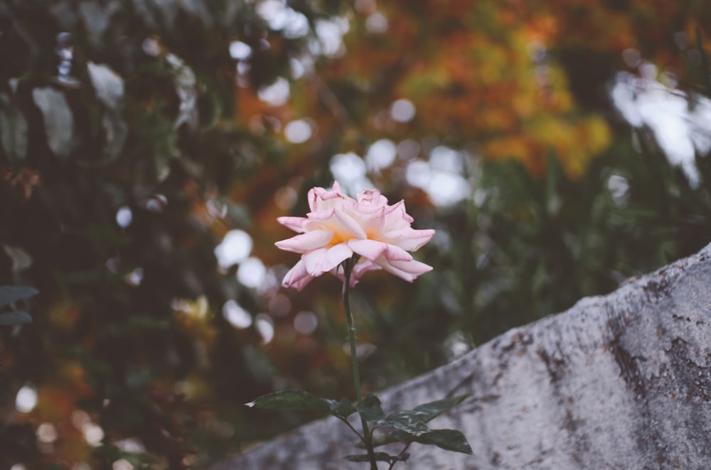pink flower on gray tree trunk