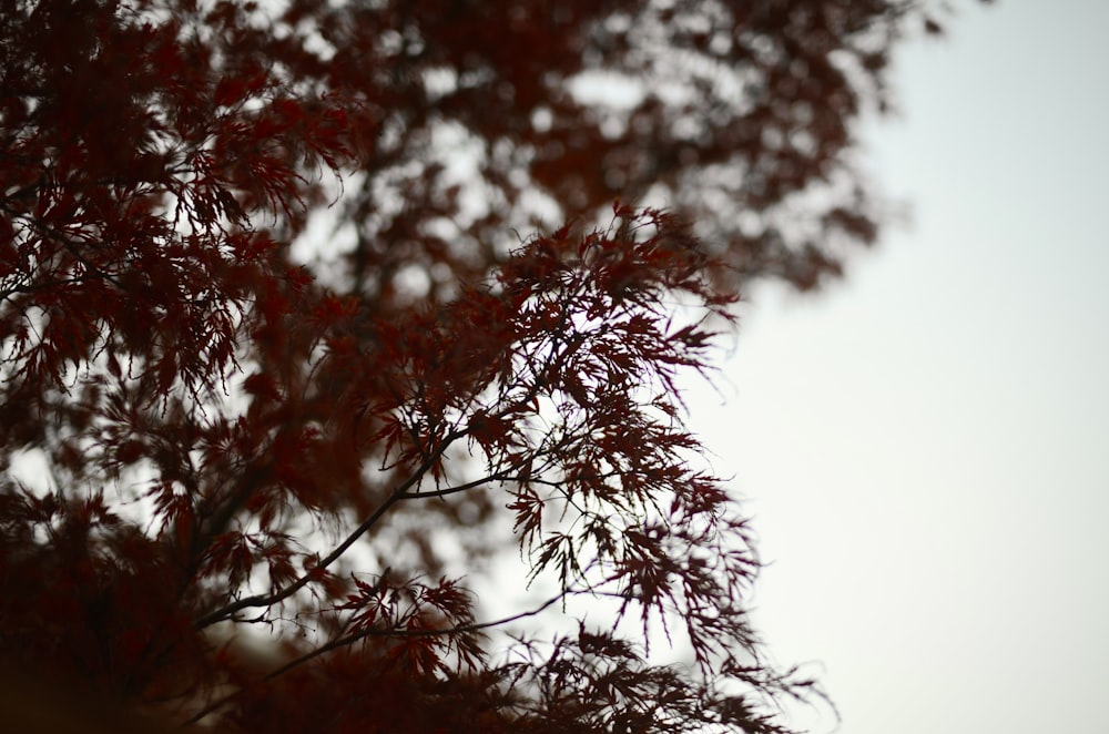 green leaves under white sky