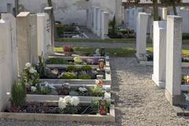 green and white flower garden