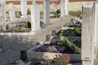 A serene cemetery scene with multiple gravestones. The gravestones are surrounded by well-maintained plants and flowers, such as pansies and succulents. Lanterns are placed among the graves, adding a peaceful touch. The cemetery ground is covered with light gravel, and a stone wall is visible in the background.