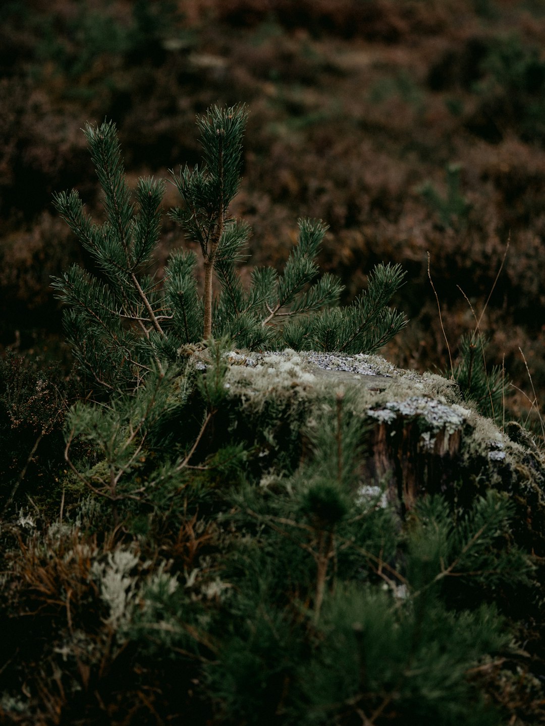 brown grass on gray rock