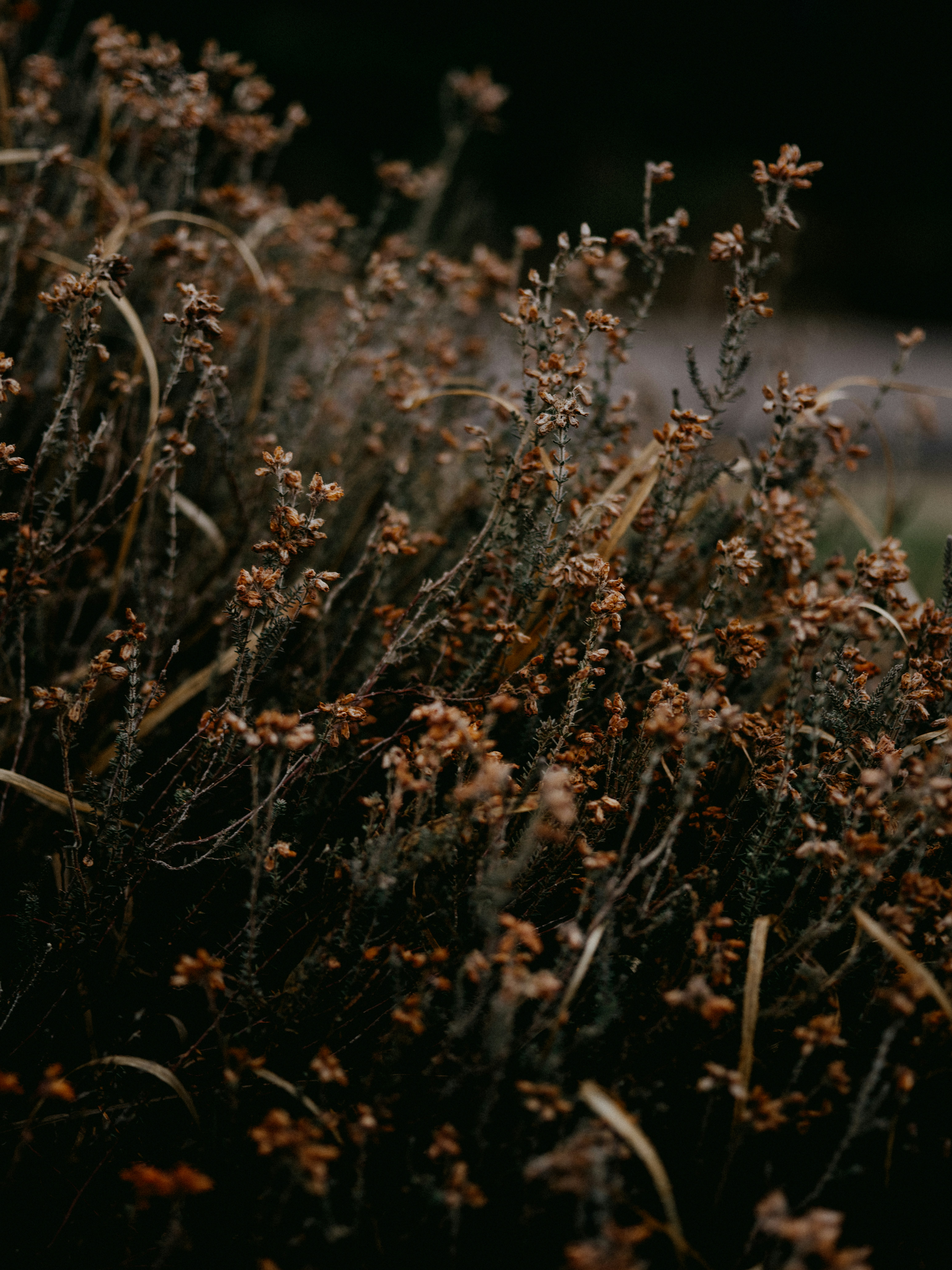 Photo by anniespratt