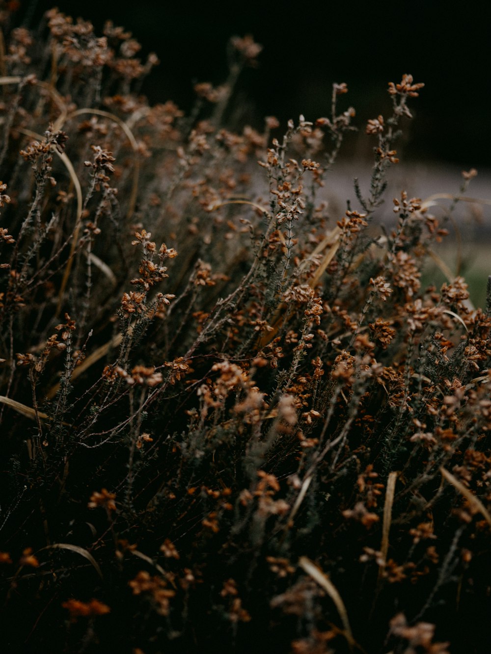 brown grass field during daytime