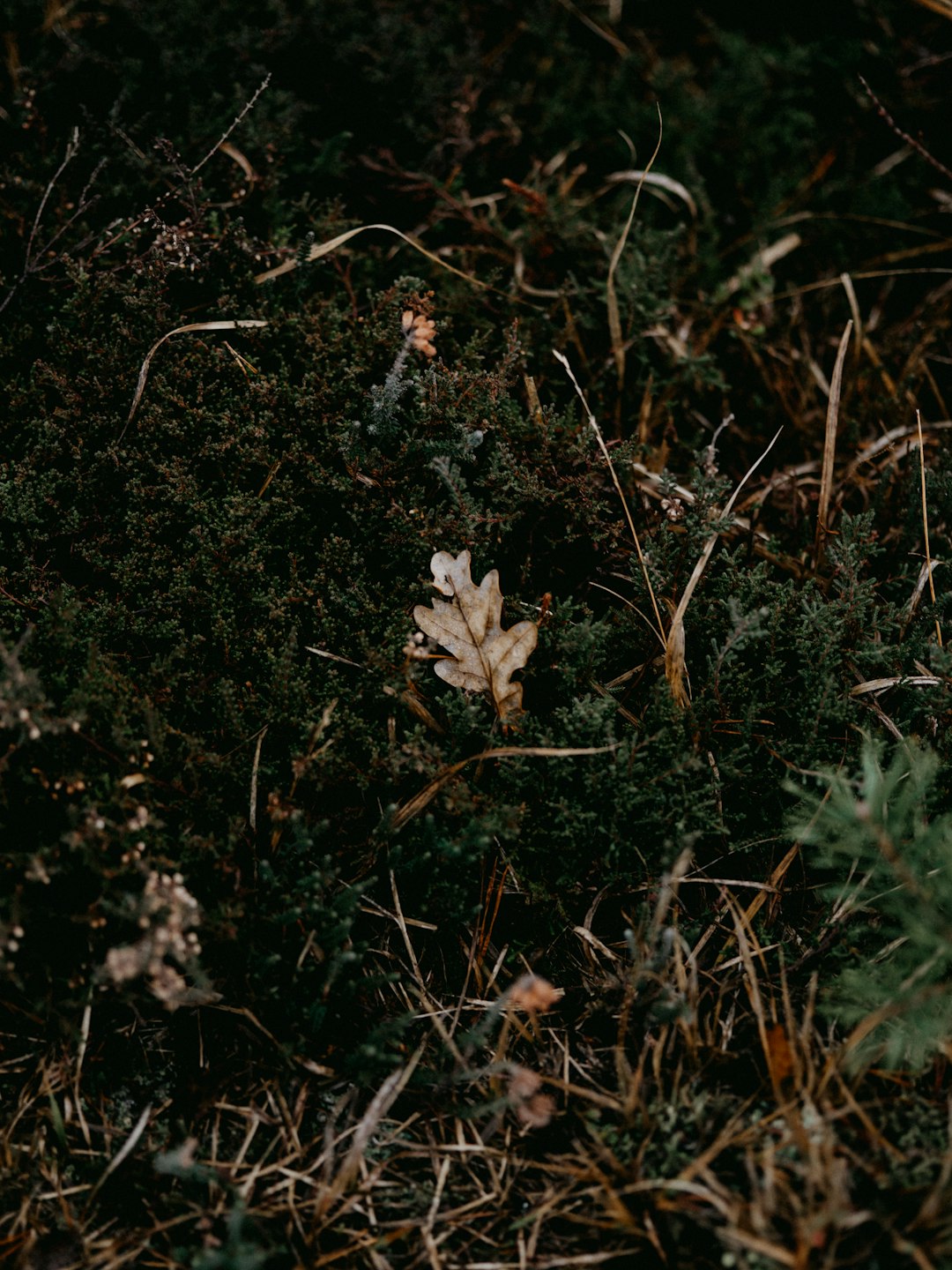 white flower on green grass