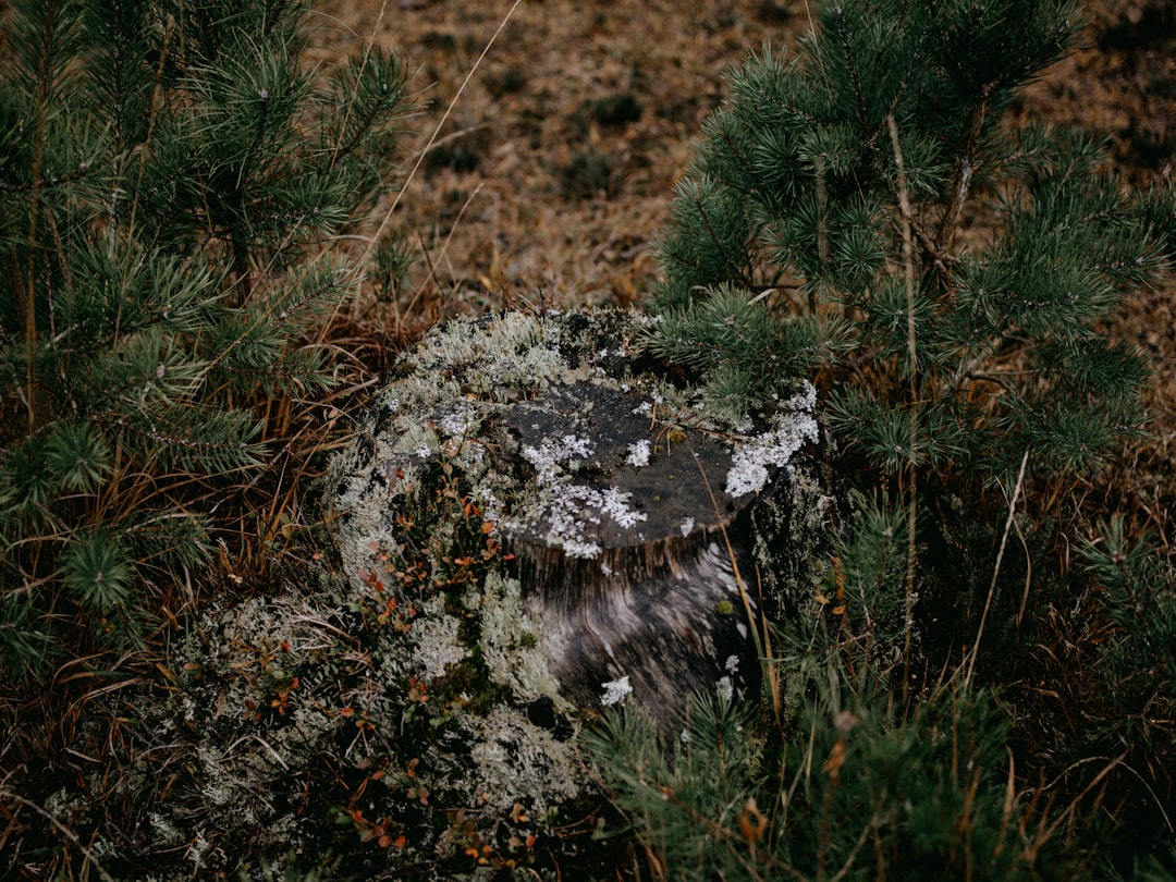 gray rock on brown grass