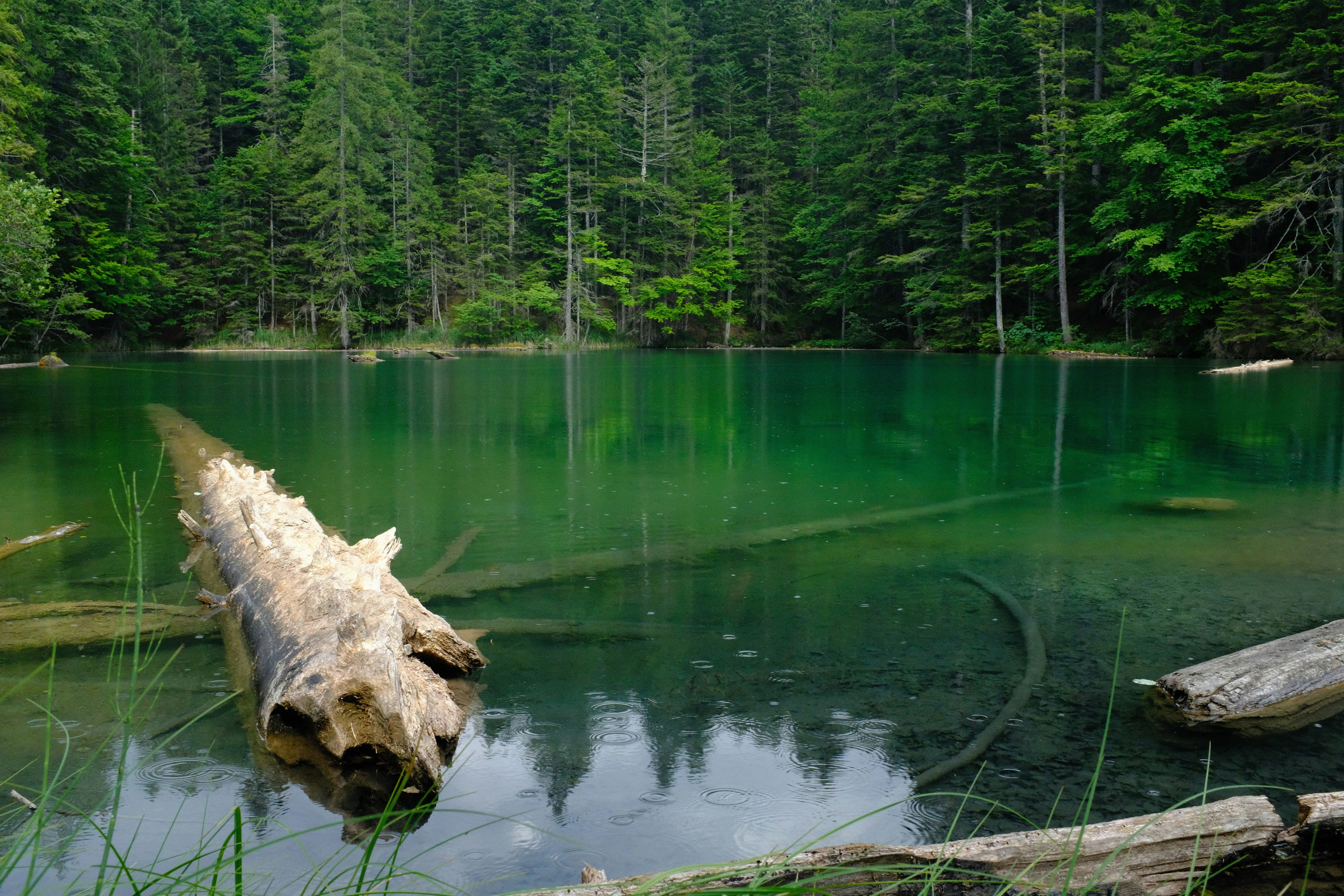 green trees beside body of water during daytime