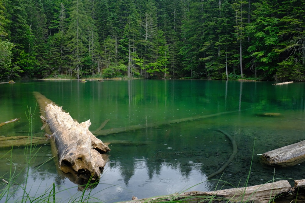 arbres verts au bord d’un plan d’eau pendant la journée