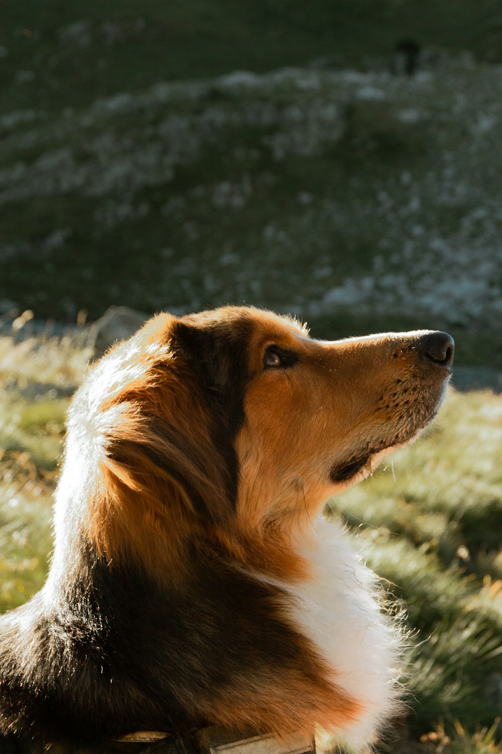 brown white and black long coated dog