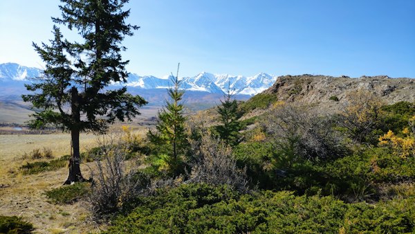 Pines and snow peaks above the steppe — Altai, Russia