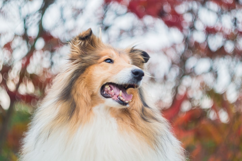 brown white and black rough collie