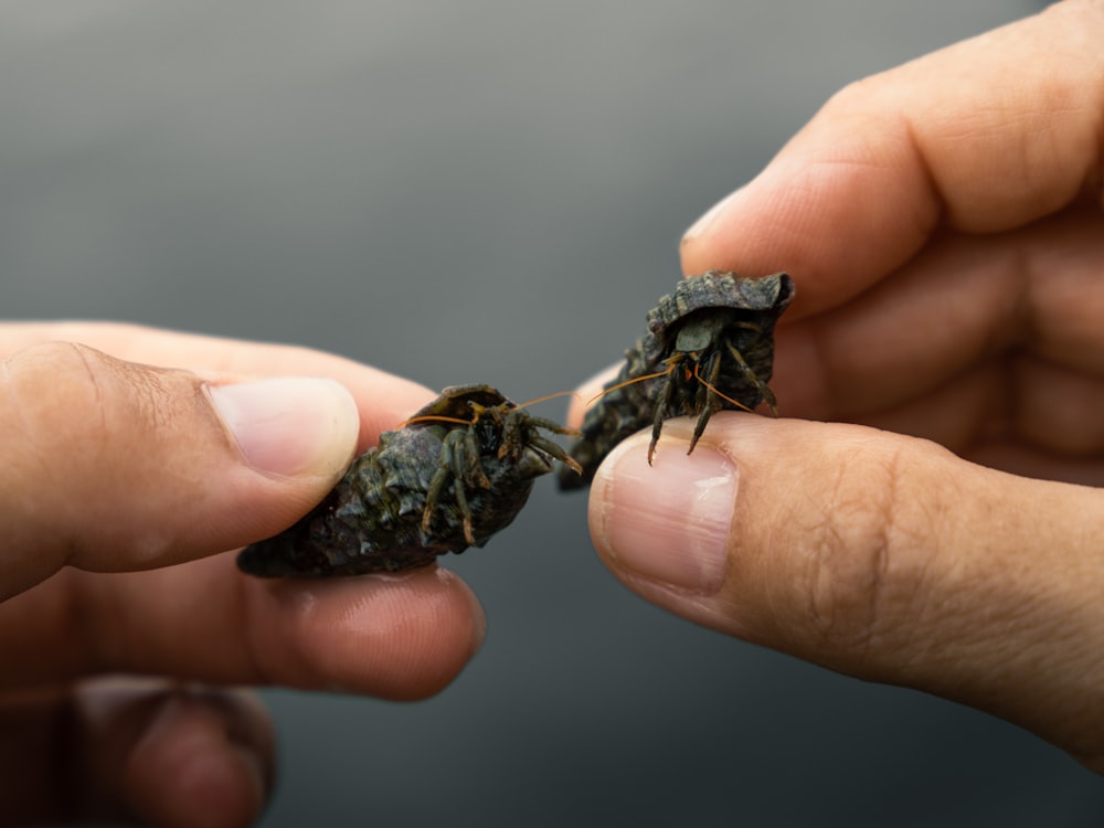 brown and black frog on persons hand