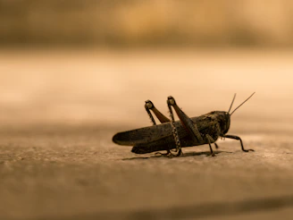 brown grasshopper on brown sand in close up photography during daytime
