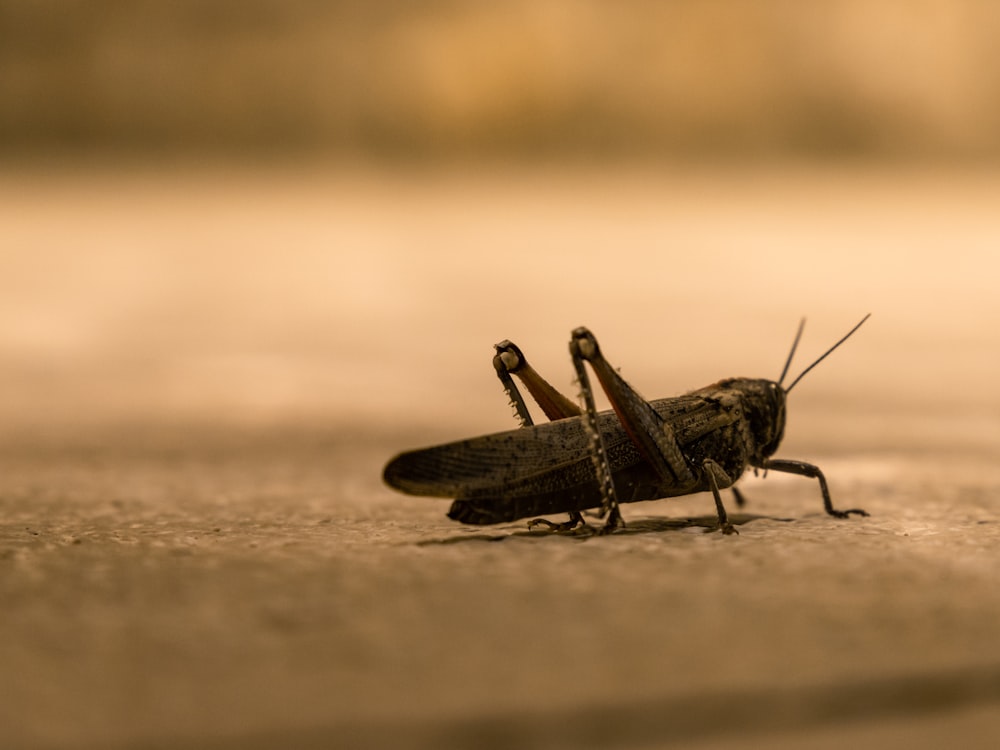 sauterelle brune sur le sable brun en gros plan photographie pendant la journée