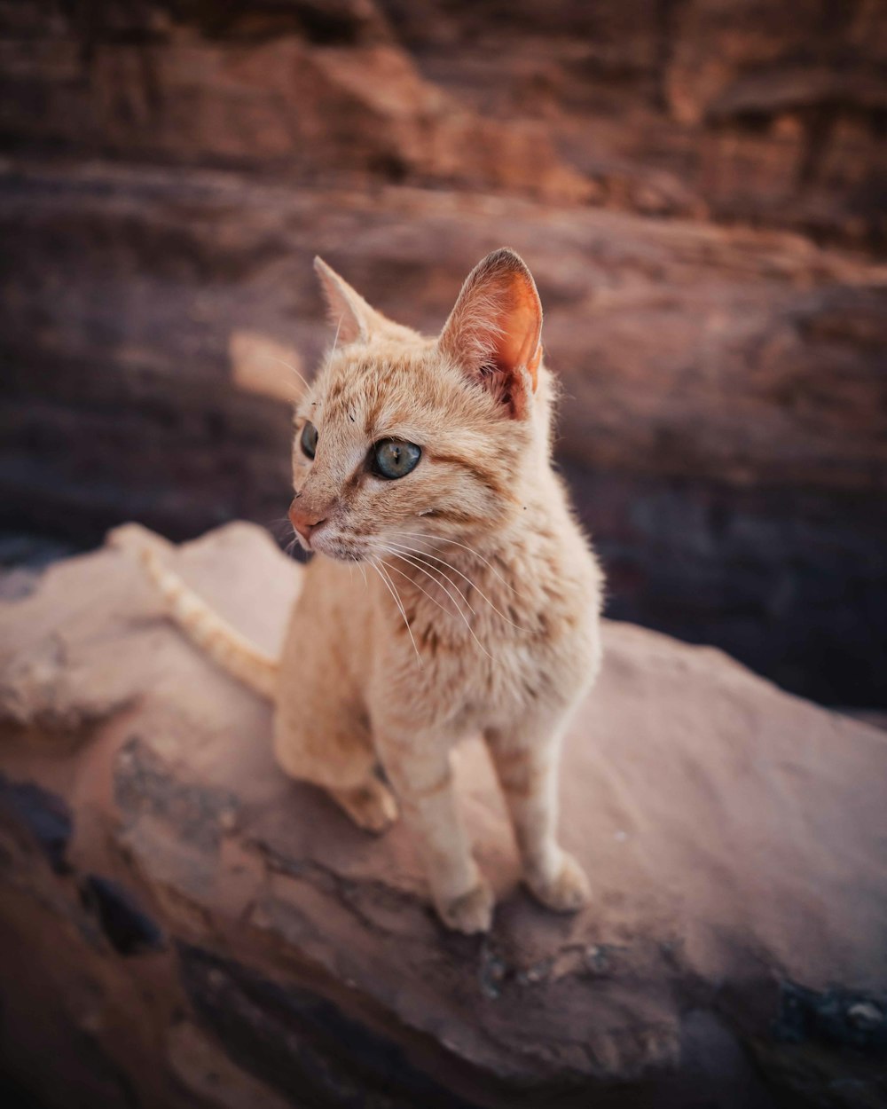 orange tabby cat on brown rock