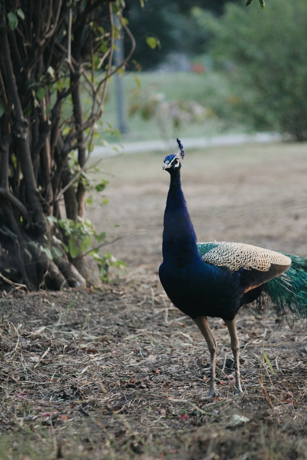 blue peacock walking on brown soil during daytime